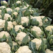 花菜冷庫設計安裝費用大概需要多少錢？