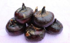 建個(gè)存放馬蹄（荸薺）保鮮冷庫(kù)需要多少錢(qián)？